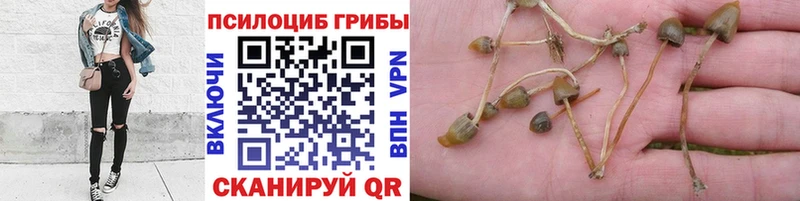 Псилоцибиновые грибы прущие грибы  ОМГ ОМГ сайт  Мыски 